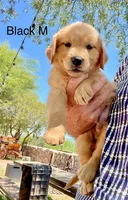 Black, a male Golden Retriever for sale in Tucson, AZ – 3 of 3
