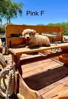 Pink, a female Golden Retriever for sale in Tucson, AZ – Photo 1 of 3