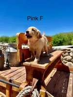 Pink, a female Golden Retriever for sale in Tucson, AZ – Photo 3 of 3
