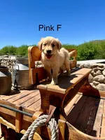 Pink, a female Golden Retriever for sale in Tucson, AZ – Photo 2 of 3