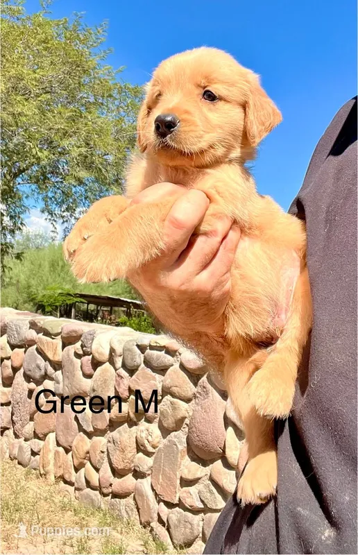 Green – Golden Retriever puppy for sale in Tucson, AZ