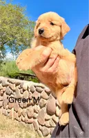 Green, a male Golden Retriever for sale in Tucson, AZ – 1 of 2