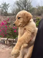 Green, a female Golden Retriever for sale in Tucson, AZ – Photo 2 of 3