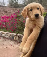 Green, a female Golden Retriever for sale in Tucson, AZ – Photo 3 of 3