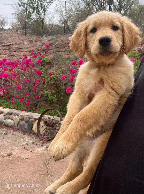 Green – Golden Retriever puppy for sale in Tucson, AZ