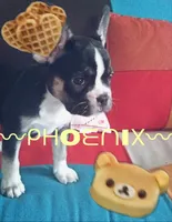Pheonix, a female French Bulldog for sale in Jefferson City, MO – 4 of 5