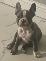 Isyis, a female French Bulldog for sale in Jefferson City, MO – 4 of 4