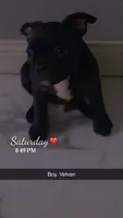 Velven, a male French Bulldog for sale in Jefferson City, MO – 5 of 5