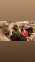 Isyis, a female French Bulldog for sale in Jefferson City, MO – 2 of 4