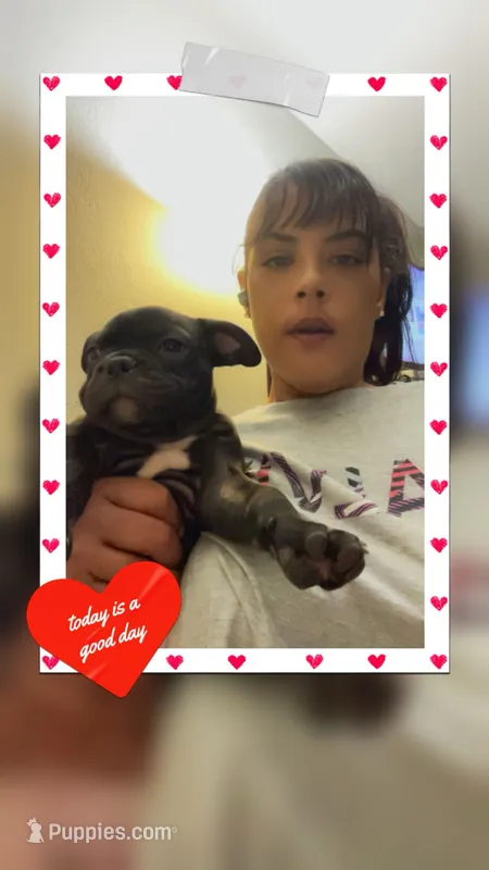 Velven – French Bulldog puppy for sale in Jefferson City, MO