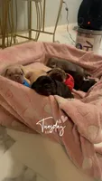 Velven, a male French Bulldog for sale in Jefferson City, MO – 4 of 5