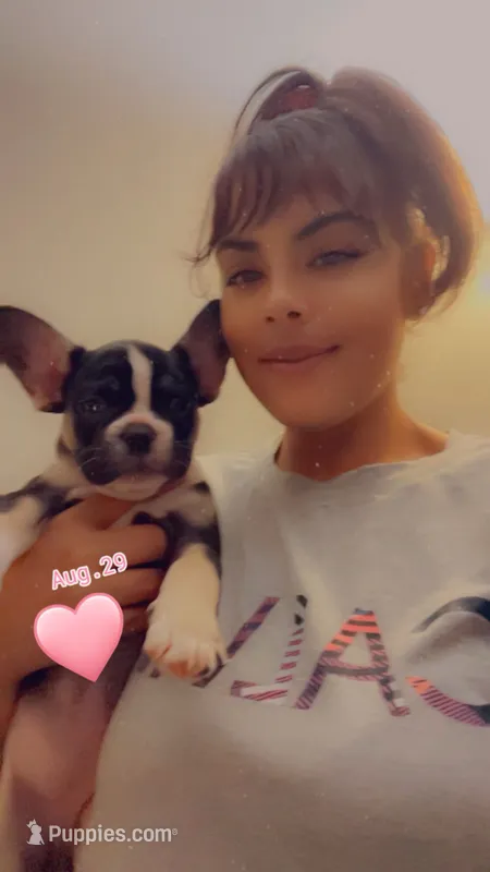 Pheonix – French Bulldog puppy for sale in Jefferson City, MO