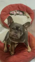 Isyis, a female French Bulldog for sale in Jefferson City, MO – 3 of 4