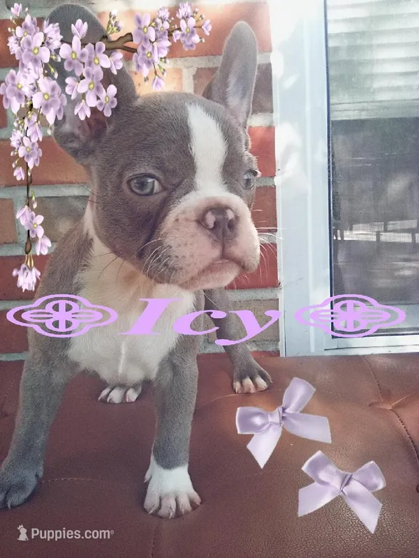 Isyis – French Bulldog puppy for sale in Jefferson City, MO