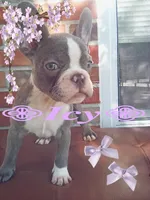 Isyis, a female French Bulldog for sale in Jefferson City, MO – 1 of 4