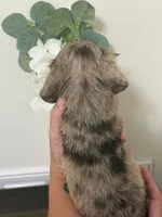 Akc choc/cream dapple, a female Miniature Dachshund for sale in Roundhill, KY – 3 of 6