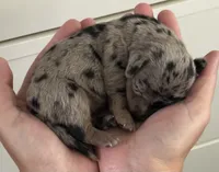 Nala black dapple female, a female Miniature Dachshund for sale in Roundhill, KY – 4 of 4