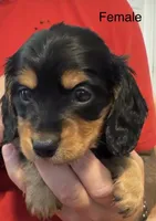 CKC longhaired black and tan, a female Miniature Dachshund for sale in Roundhill, KY – 2 of 2
