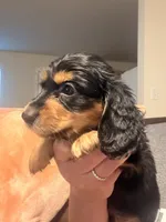 Black and tan male, a male Miniature Dachshund for sale in Roundhill, KY – 4 of 4