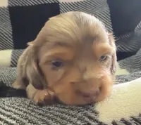 Nala longhaired chocolate/tan dapple female, a female Miniature Dachshund for sale in Roundhill, KY – 2 of 4