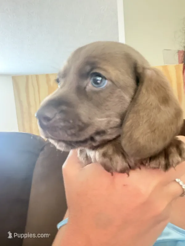 AKC shorthaired solid chocolate male – Miniature Dachshund puppy for sale in Roundhill, KY