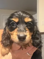 Black and tan male, a male Miniature Dachshund for sale in Roundhill, KY – 3 of 4
