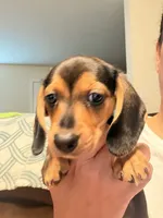 CKC black and tan female, a female Miniature Dachshund for sale in Roundhill, KY – 6 of 6