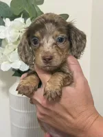 Akc choc/cream dapple, a female Miniature Dachshund for sale in Roundhill, KY – 2 of 6
