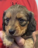 CKC longhaired sable, a male Miniature Dachshund for sale in Roundhill, KY – 2 of 2