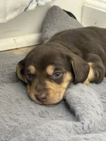 Nellie shorthaired chocolate/tan male, a male Miniature Dachshund for sale in Roundhill, KY – 4 of 5