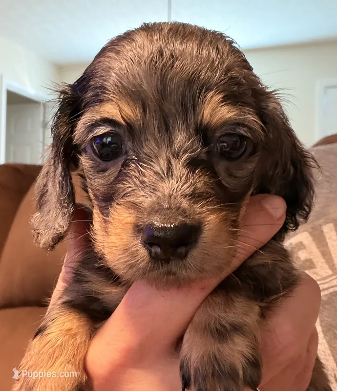 Bl dapple female akc – Miniature Dachshund puppy for sale in Roundhill, KY