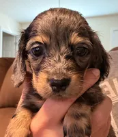 Bl dapple female akc, a female Miniature Dachshund for sale in Roundhill, KY – 1 of 4