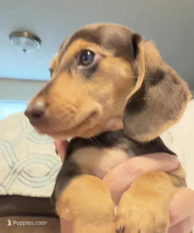 CKC chocolate and tan male – Miniature Dachshund puppy for sale in Roundhill, KY