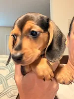 CKC black and tan female, a female Miniature Dachshund for sale in Roundhill, KY – 5 of 6