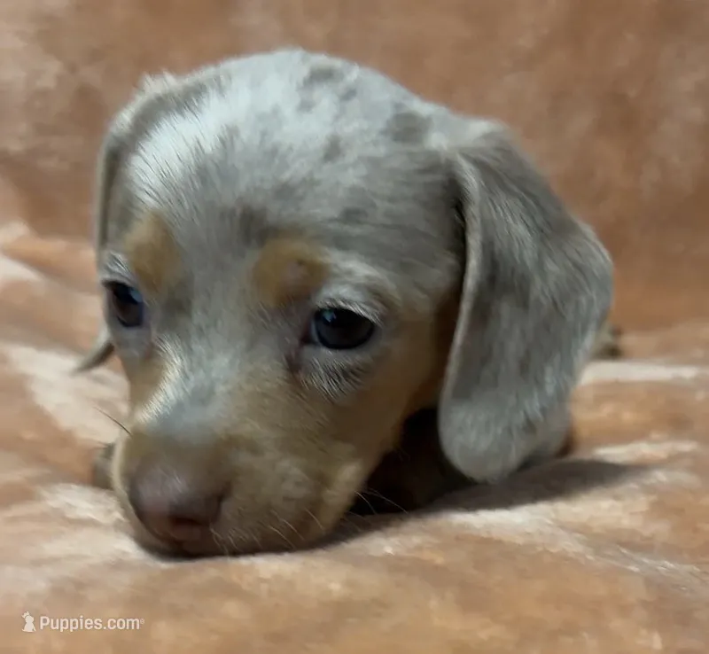 Nala Shorthaired Isabella girl  – Miniature Dachshund puppy for sale in Roundhill, KY