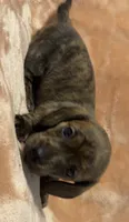 CKC Brindle female, a female Miniature Dachshund for sale in Roundhill, KY – 3 of 4