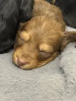 Nellie longhaired red male, a male Miniature Dachshund for sale in Roundhill, KY – 3 of 3