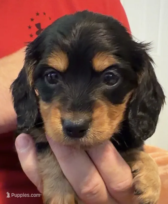 CKC longhaired black and tan – Miniature Dachshund puppy for sale in Roundhill, KY