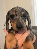 CKC black dapple male, a male Miniature Dachshund for sale in Roundhill, KY – 3 of 5