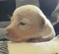 Nala Shorthaired Isabella girl , a female Miniature Dachshund for sale in Roundhill, KY – 2 of 5