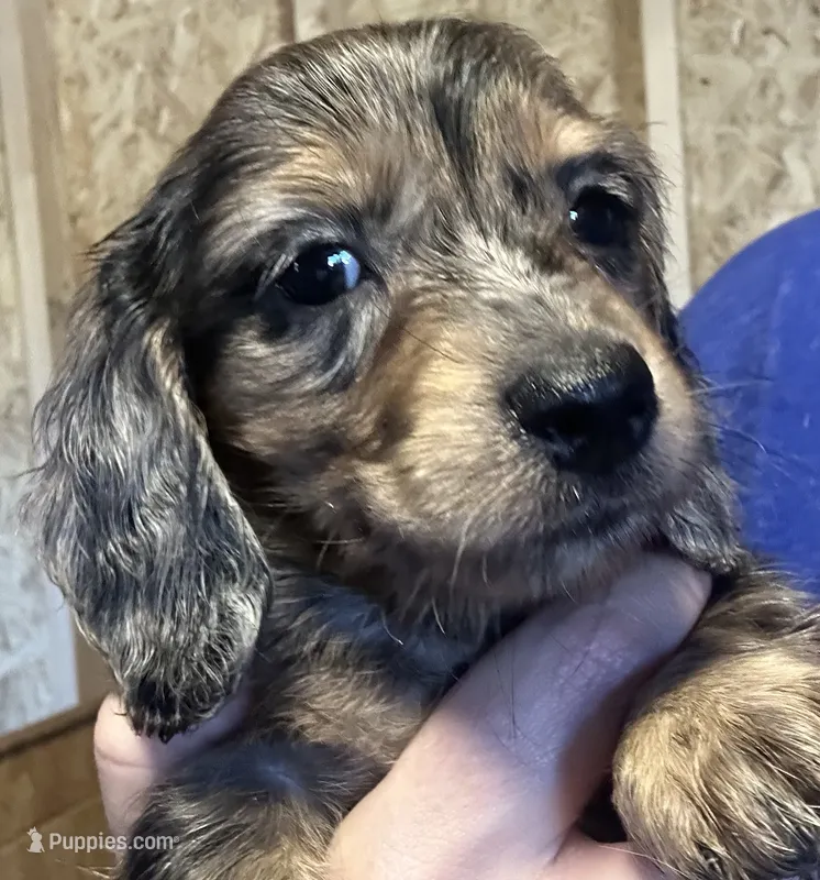 CKC black/tan dapple male