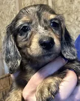 CKC black/tan dapple male, a male Miniature Dachshund for sale in Roundhill, KY – Photo 3 of 3