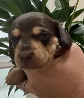Nellie shorthaired chocolate/tan male, a male Miniature Dachshund for sale in Roundhill, KY – 2 of 5