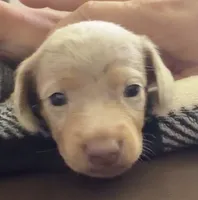 Nala Shorthaired Isabella dapple male, a male Miniature Dachshund for sale in Roundhill, KY – 1 of 4