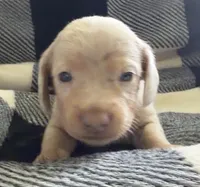 Nala Shorthaired Isabella dapple male, a male Miniature Dachshund for sale in Roundhill, KY – 2 of 4