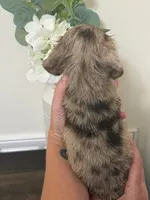Akc choc/cream dapple, a female Miniature Dachshund for sale in Roundhill, KY – 4 of 6