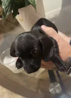 Solid black shorthaired boy, a male Miniature Dachshund for sale in Roundhill, KY – 2 of 3