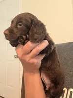 Solid chocolate longhaired female, a female Miniature Dachshund for sale in Roundhill, KY – 2 of 3