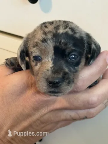 Nala black dapple female – Miniature Dachshund puppy for sale in Roundhill, KY