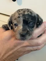 Nala black dapple female, a female Miniature Dachshund for sale in Roundhill, KY – 1 of 4